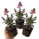 Lobelia Starship Scarlet Upright Plants (Set of 3 or 6)
