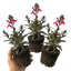 Set of 3 or 6 Lobelia Starship Scarlet Upright Hardy Perennial Plants, Summer Bedding, Garden Ready, 1 Litre Root Ball