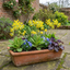 Set of 3 or 6 Primula veris Pure Yellow Hardy Perennial Plants, Spring Flowering, Outdoor Garden Ready, Root-Ball