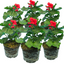 Set of 3 or 6 Large Plants - PelargoniumToscana Dolce Vita Mylena / Gisela / Smart Senna