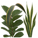 Dracaena Marginata Plant (1L Pot)