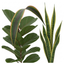 3 Architectural Houseplant Collection – Dracaena Marginata, Ficus Robusta & Snake Plant, 1 Litre Root Ball