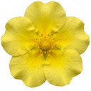 Potentilla Goldfinger Hardy Yellow Flowering Shrub Plant (2L Pot)