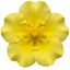 1 Potentilla Goldfinger Hardy Yellow Flowering Shrub, Bee Friendly Garden Plant, 2 Litre Root Ball