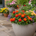 Lantana Bandolista Chilli Plant (2L Pot)