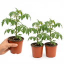 Grafted Crokini Tomato Plants (Set of 3 or 6)