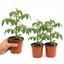 Set of 3 or 6 Grafted Crokini Tomato Plants, Premium High Yield Cocktail Tomato, Garden Ready, 1L Root Ball