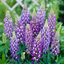 1 Large Plant - Lupin Legendary Blue Shades, Outdoor Garden Ready, 2L Rootball