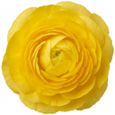 Ranunculus Vortex Lemonade Persian Buttercup Plants (Set of 3 or 6)