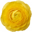 Set of 3 or 6 Ranunculus Vortex Lemonade Persian Buttercup Plants, Hardy Yellow Perennials, Spring & Autumn Flowering, Outdoor Garden Ready, 1 Litre Root-Ball