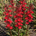 Lobelia Starship Scarlet Upright Plants (Set of 3 or 6)