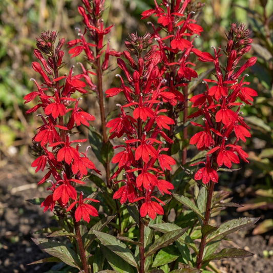 Upright lobelia spikes packed with bright scarlet flowers above dark green lance-shaped leaves