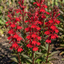 Set of 3 or 6 Lobelia Starship Scarlet Upright Hardy Perennial Plants, Summer Bedding, Garden Ready, 1 Litre Root Ball