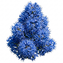 Ceanothus Yankee Point California Lilac Plants