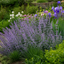 1 Nepeta Faassenii Walkers Low Catmint Plant, Bee Friendly Hardy Perennial, 3 Litre Root Ball