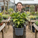 Aucuba Golden King Plant (5L Pot)