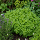 Lemon Balm Mint Plants Fresh Live Herb Plants (Set of 3 or 6)