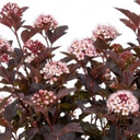 Physocarpus Sweet Cherry Tea Ninebark Plants