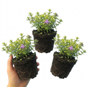 Thymus citriodorus ‘Doone Valley’ Thyme Herb Plants (Set of 3 or 6)