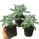 Salvia officinalis ‘Berggarten’ Sage Herb Plants (Set of 3 or 6)