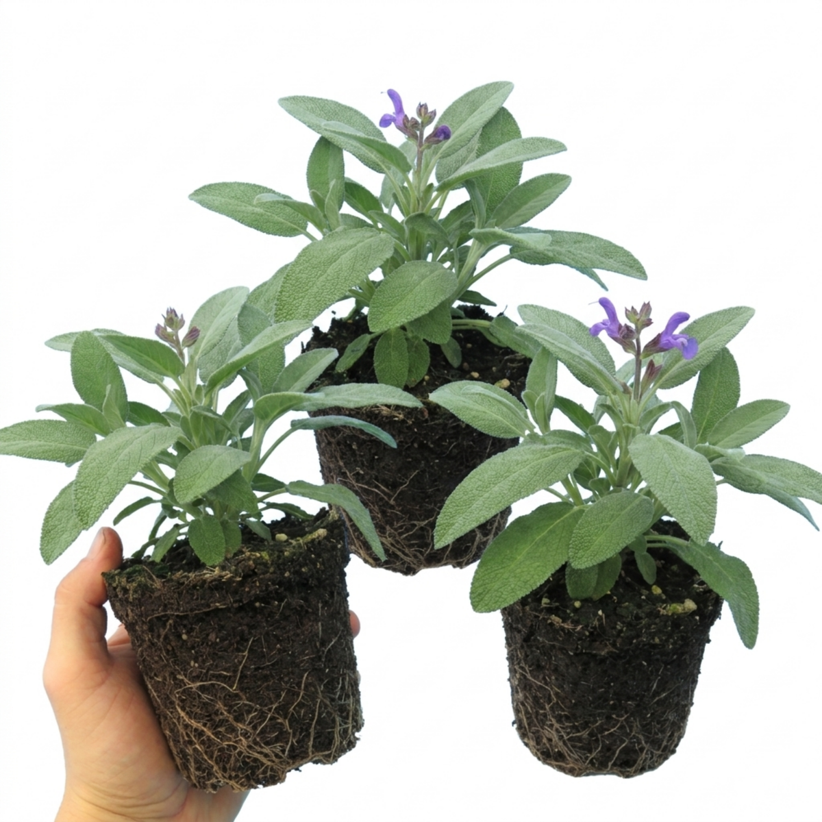Sage 'Berggarten' – Large Leaved Culinary Sage (Set of 3 or 6)