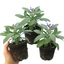 Set of 3 or 6 Salvia officinalis ‘Berggarten’ Sage Herb Plants, Hardy Perennial Culinary Herb, Outdoor Garden Ready, 1 Litre Root-Ball