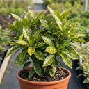 Aucuba Japonica Variegata Spotted Laurel Plants