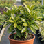1 Aucuba Japonica Variegata Spotted Laurel Plant, Shade Loving Hardy Evergreen Shrub, 2 Litre Root Ball