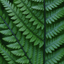 1 Large, Outdoor Garden Ready Plant - Wood Fern Dryopteris Atrata, 2L Pot