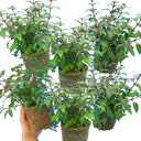 Fuchsia Diva Cherry & White Plants (Set of 3 or 6)