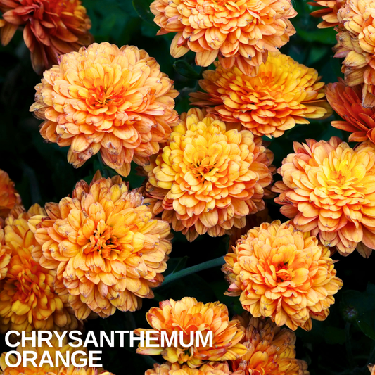 Mass of double orange chrysanthemum blooms with amber-tinted petals, caption text overlaid