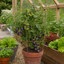 1 Cherry Tomato Floridity Live Plant, Outdoor Garden Ready, Grow Your Own Tomatoes, 2 Litre Root Ball