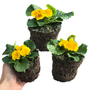 Primrose Orange Plant