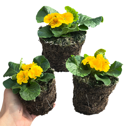 Primrose Orange – Hardy Winter and Spring Bedding (Set of 3 or 6)