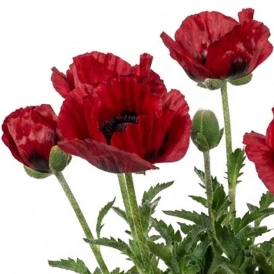 Deep red frilled poppy flowers with dark blotches and pale flecks above bristly cut foliage