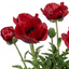 1 Papaver Orientale Turkenlouis Plant, Red Hardy Oriental Poppy Perennial, 3 Litre Root Ball