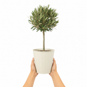 3L Olive Tree Plant, 80-100cm, Mediterranean Nursery Pots