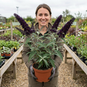Buddleia Black Knight Plants