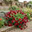 Set of 3 Large Plants - Petunia Easy Wave Red, Outdoor Garden Ready