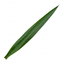 1 Yucca Elephantipes Spineless Yucca Cane Plant, Easy Care Indoor Tropical Houseplant, 2 Litre Root Ball