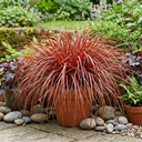 Uncinia Everflame Plant (2L Pot)