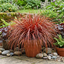1 Large Plant - Uncinia Everflame, Ready to Plant in Your Garden, 2L Pot