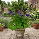 Senetti Kobalt Blue Plants