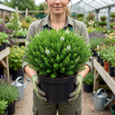 Hebe Emerald Gem Plants