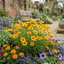 Set of 3 or 6 Coreopsis Sunfire Hardy Perennial Plants, Garden Ready, Bee Friendly, Summer Flowering, 1 Litre Root Ball