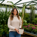 Banana Tree 3L (100–120 cm Tall)