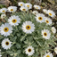 Set of 3 or 6 Rhodanthemum ‘Casablanca’ Hardy Perennial Moroccan Daisy Plants, White Flowering, Outdoor Garden Ready, 1 Litre Root-Ball
