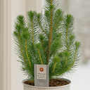 Christmas tree in white metal planter with lights
