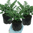 Dryopteris Linearis Polydactyla Male Fern Plants (Set of 3 or 6)