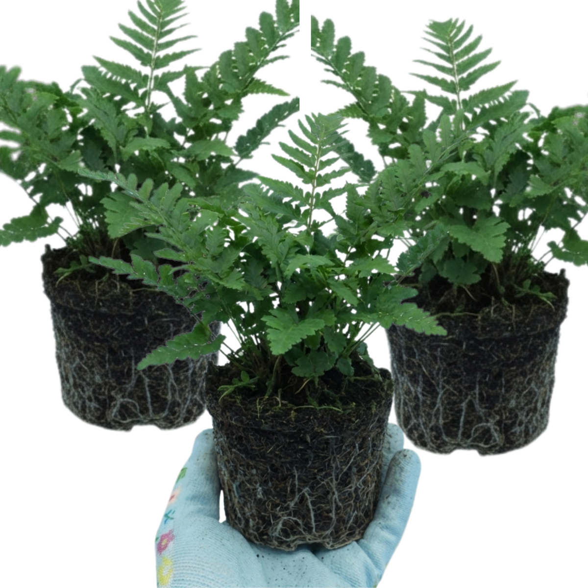Dryopteris affinis 'Linearis Polydactyla' (Golden-scaled Male Fern) – Hardy Fern (Set of 3 or 6)